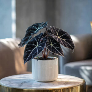 Read more about the article 10 Unique Low Light Plants for the Discerning Homeowner