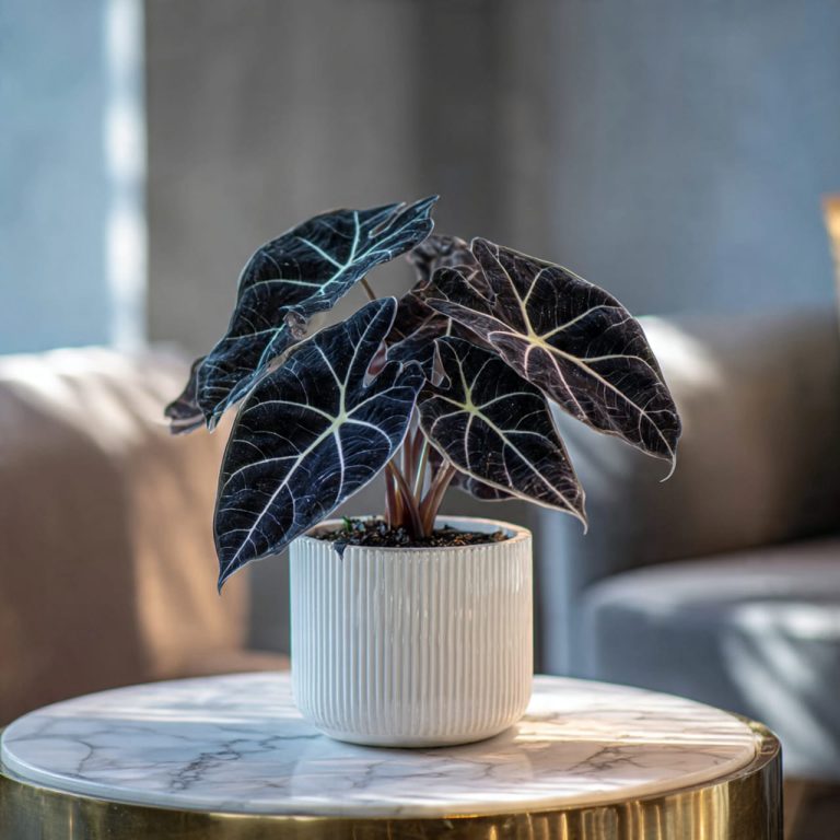 Black Velvet Alocasia with dark textured leaves and white veins styled on a marble table