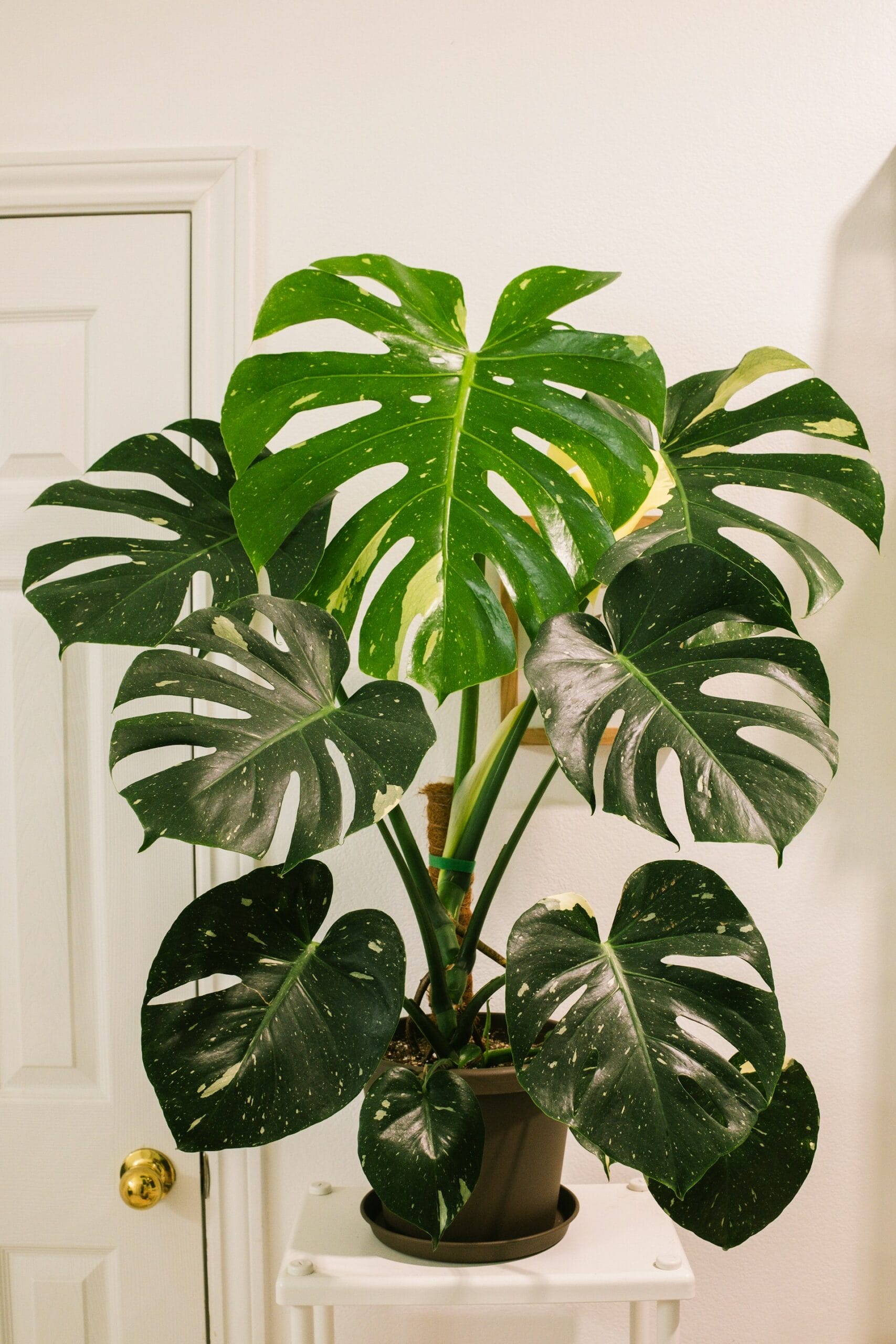 A lush Monstera Deliciosa plant takes center stage in a stylish modern living room, its distinctive split leaves bursting with vibrant green hues. In the foreground, the plant's glossy foliage stretches gracefully towards a chic, light wood coffee table adorned with minimalistic decor. The middle ground features a contemporary plush sofa in neutral tones, complemented by soft throw pillows, and a cozy woven rug that enhances the warmth of the space. In the background, large windows bathe the room in natural light, framing a view of leafy greenery outside. The atmosphere is serene and inviting, evoking tropical vibes while maintaining a sophisticated decor style. Shot in soft focus with a warm color palette, capture this seamless blend of nature and modern design.